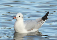 Black-headed Gull Chroicocephalus ridibundus