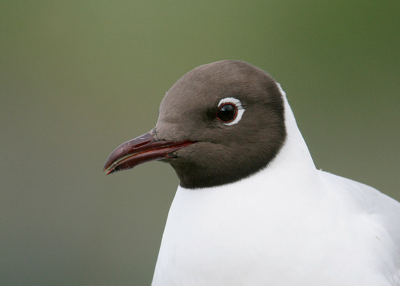 Black-headed Gull Chroicocephalus ridibundus