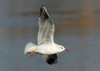 Black-headed Gull Chroicocephalus ridibundus