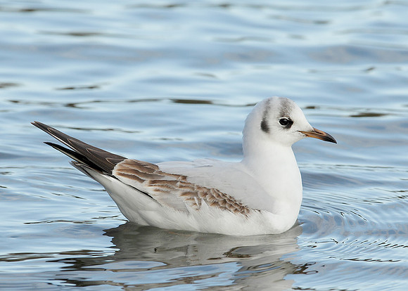 Black-headed Gull Chroicocephalus ridibundus