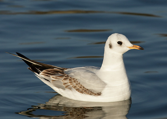 Black-headed Gull Chroicocephalus ridibundus