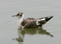 Black-headed Gull Chroicocephalus ridibundus
