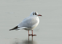 Black-headed Gull Chroicocephalus ridibundus