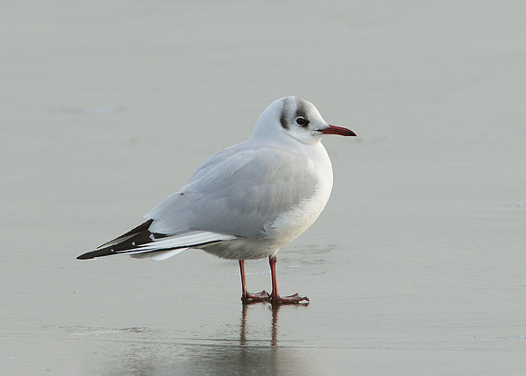Black-headed Gull Chroicocephalus ridibundus