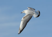Black-headed Gull Chroicocephalus ridibundus