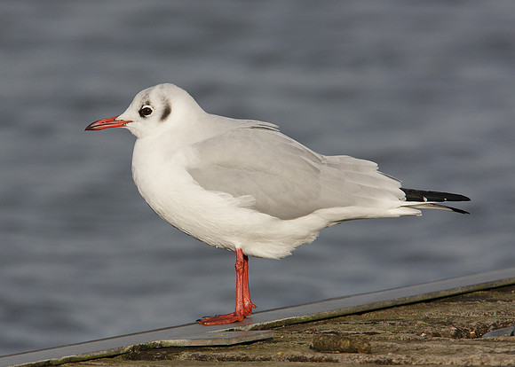 Black-headed Gull Chroicocephalus ridibundus