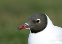 Black-headed Gull Chroicocephalus ridibundus