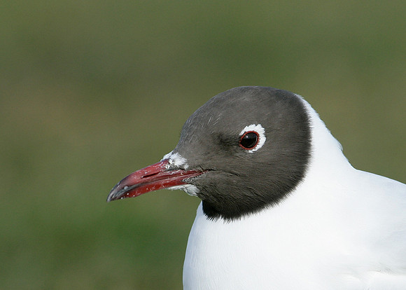 Black-headed Gull Chroicocephalus ridibundus