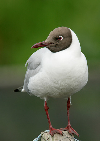 Black-headed Gull Chroicocephalus ridibundus