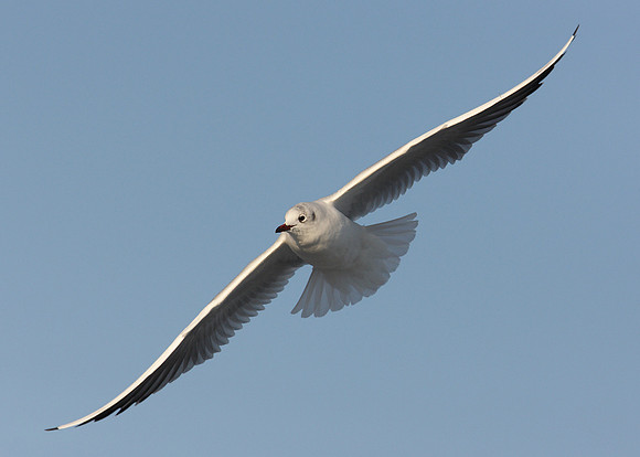 Black-headed Gull Chroicocephalus ridibundus