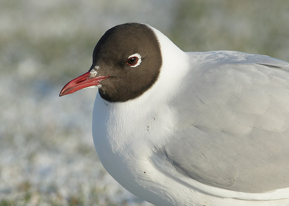Black-headed Gull Chroicocephalus ridibundus
