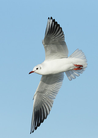 Black-headed Gull Chroicocephalus ridibundus