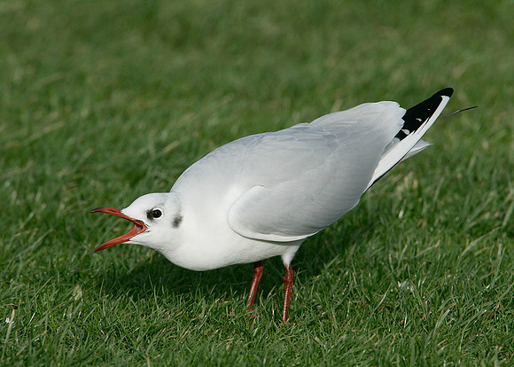 Black-headed Gull Chroicocephalus ridibundus