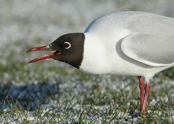 Black-headed Gull Chroicocephalus ridibundus