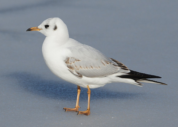 Black-headed Gull Chroicocephalus ridibundus