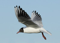 Black-headed Gull Chroicocephalus ridibundus