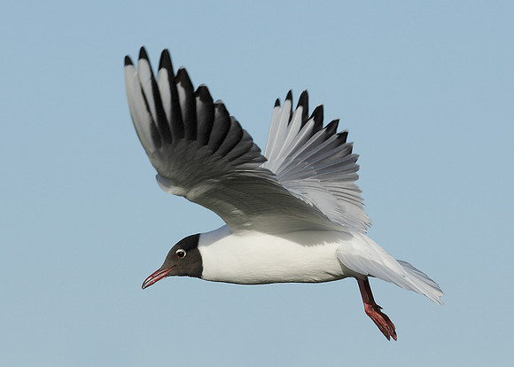 Black-headed Gull Chroicocephalus ridibundus