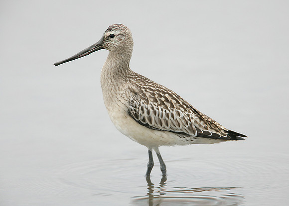 Bar-tailed Godwit Limosa lapponica