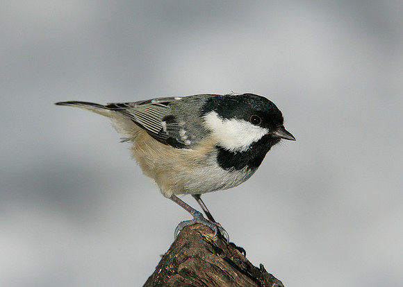 Coal Tit Periparus ater