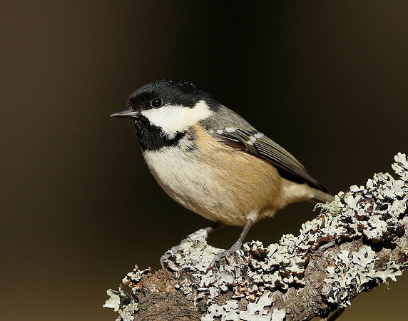 Coal Tit Periparus ater
