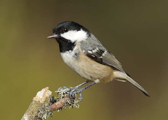 Coal Tit Periparus ater