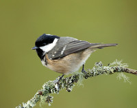 Coal Tit Periparus ater