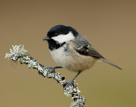 Coal Tit Periparus ater