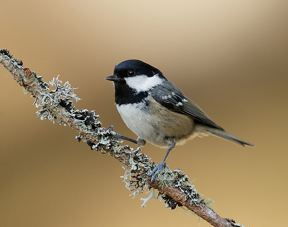Coal Tit Periparus ater