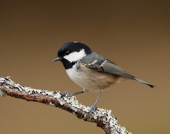 Coal Tit Periparus ater