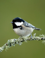 Coal Tit Periparus ater