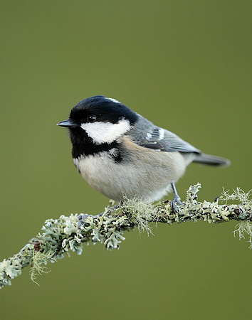 Coal Tit Periparus ater