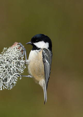 Coal Tit Periparus ater