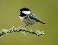Coal Tit Periparus ater