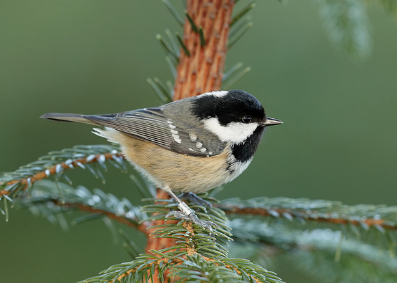 Coal Tit Periparus ater