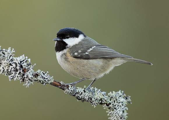 Coal Tit Periparus ater