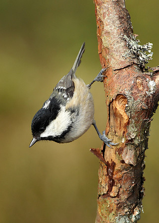 Coal Tit Periparus ater