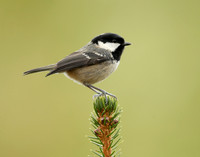 Coal Tit Periparus ater