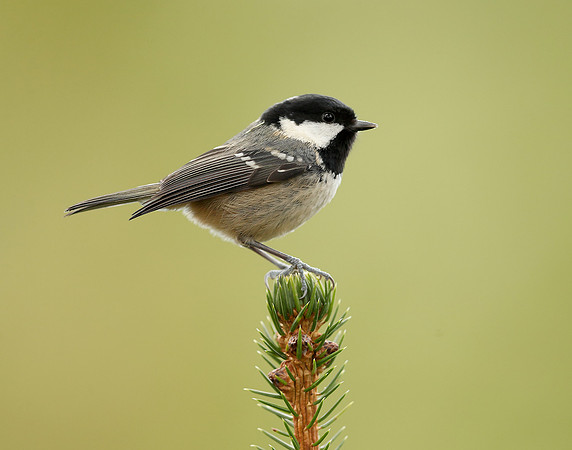 Coal Tit Periparus ater