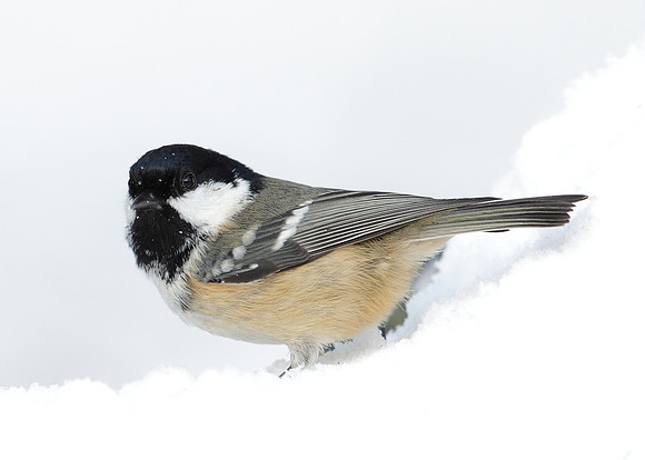 Coal Tit Periparus ater