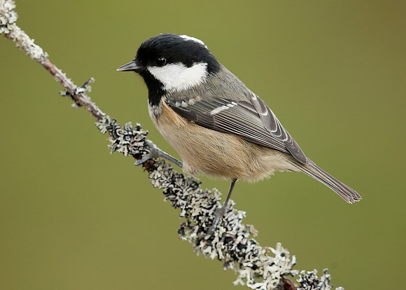Coal Tit Periparus ater