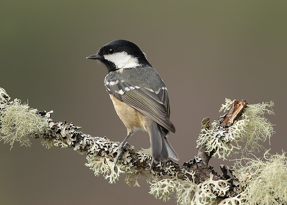 Coal Tit Periparus ater