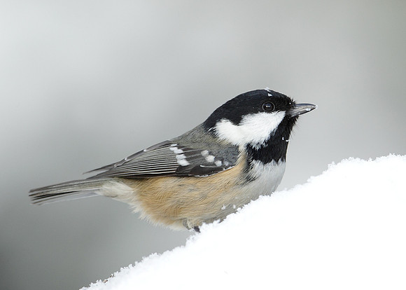 Coal Tit Periparus ater