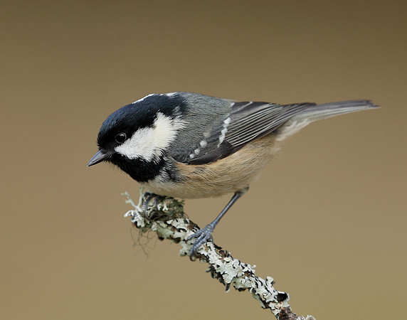 Coal Tit Periparus ater