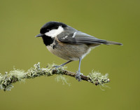 Coal Tit Periparus ater