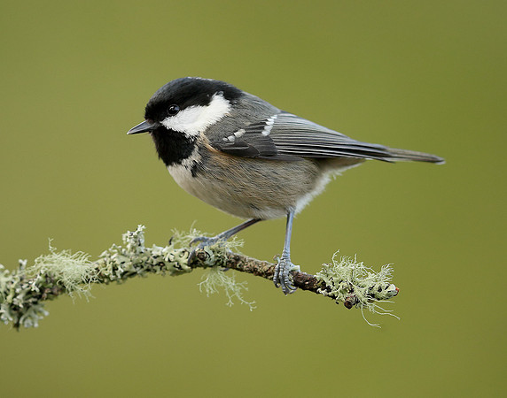 Coal Tit Periparus ater