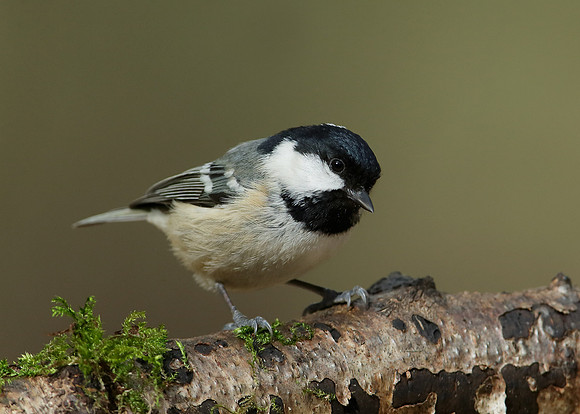 Coal Tit Periparus ater