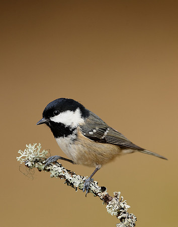 Coal Tit Periparus ater