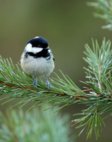 Coal Tit Periparus ater