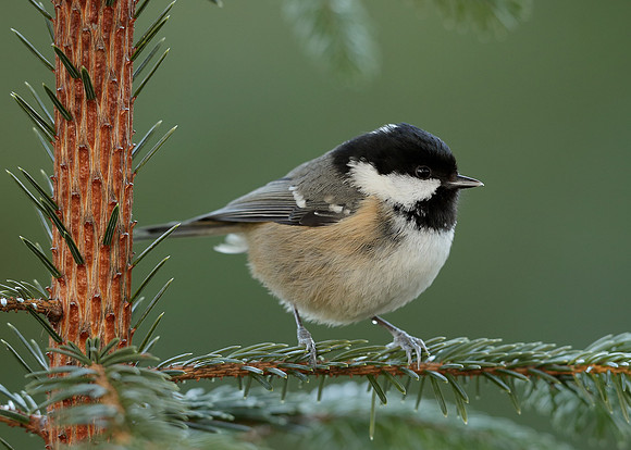 Coal Tit Periparus ater