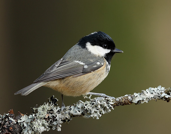 Coal Tit Periparus ater